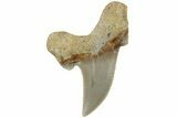 Serrated Sokolovi (Auriculatus) Shark Tooth - Dakhla, Morocco #225227-1